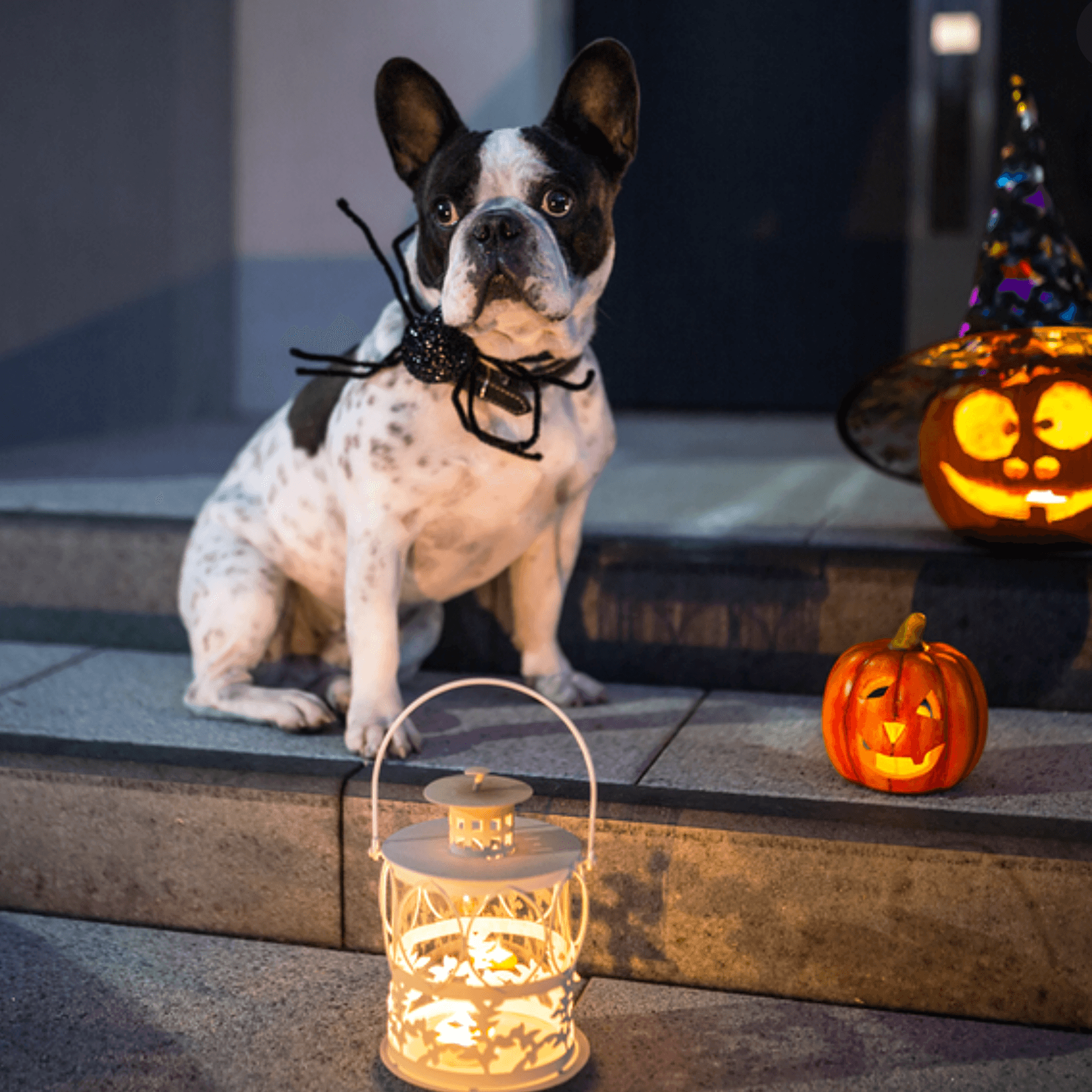 CHESTER'S Pumpkin and Flax Seed Dog Treats for Digestive Support