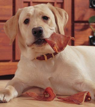 Pig Ears for Dogs (Available in US only)