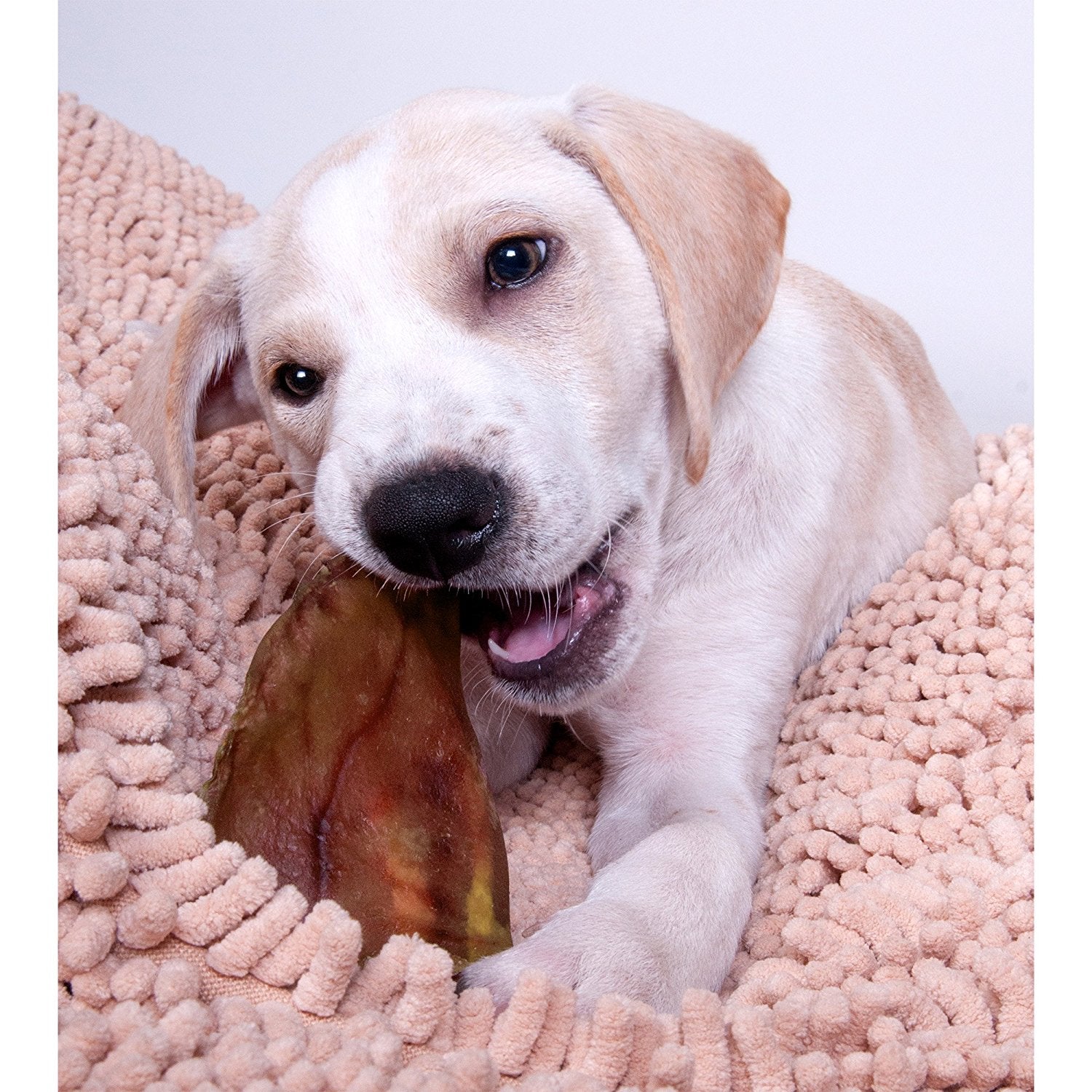 Pig Ears for Dogs (Available in US only)