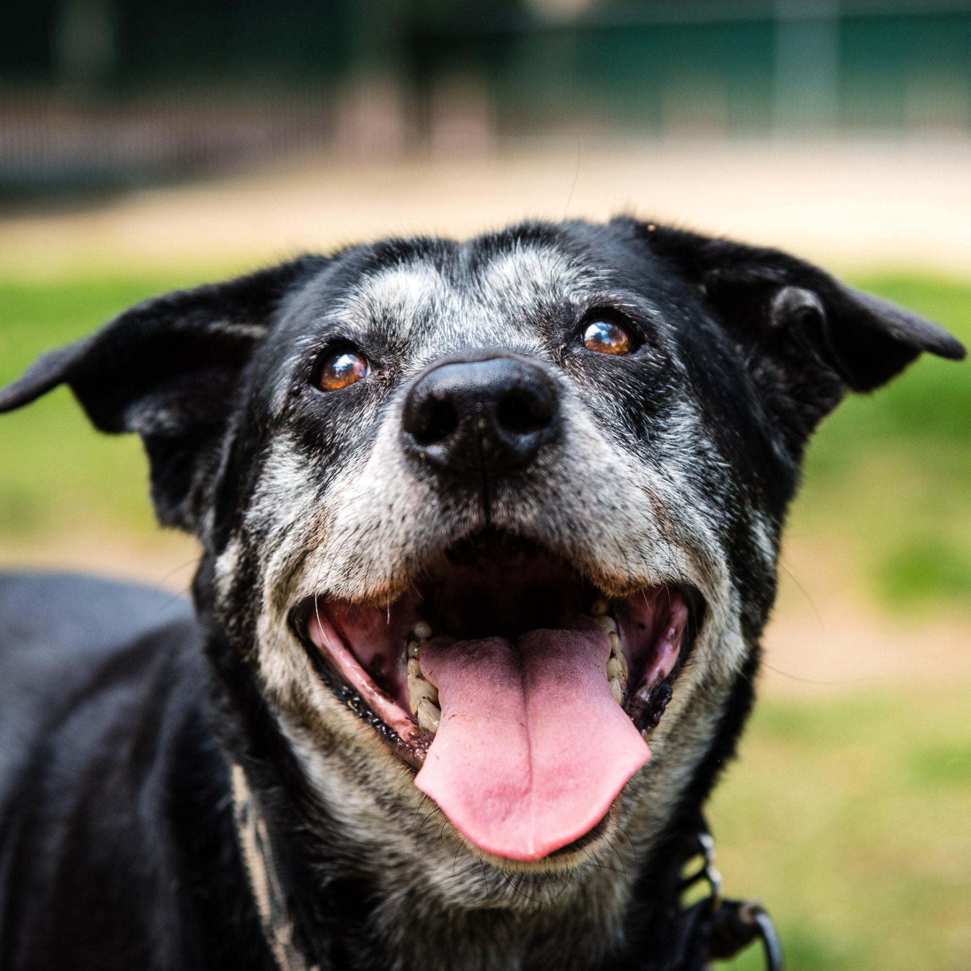 Chester's Brownie Bites Dog Treats for Cortisol Support