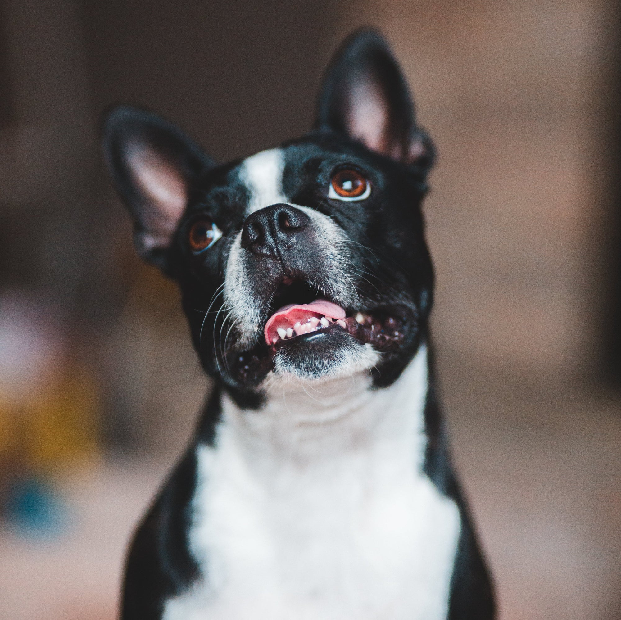 Chester's Activated Charcoal Dog Treats Good for Detoxing