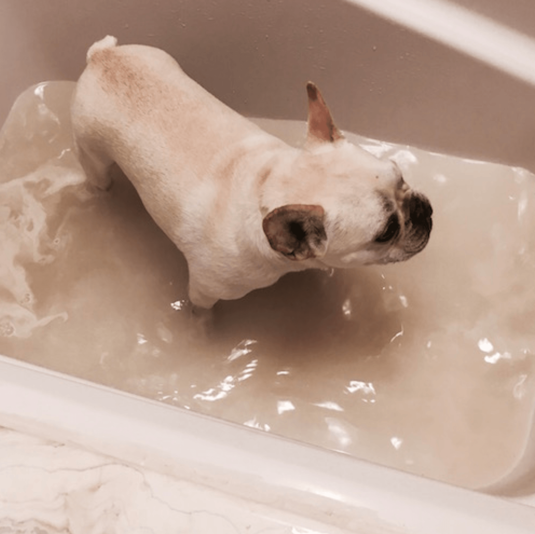 Chester's Soothing Chamomile Paw Soak for Dogs